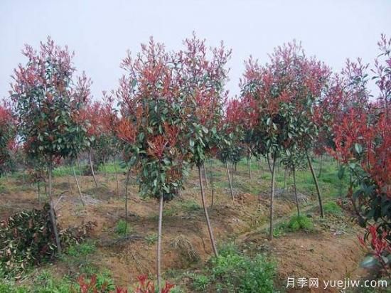 紅葉石楠獨(dú)干苗與球形苗間植培育技術(shù)(圖1)