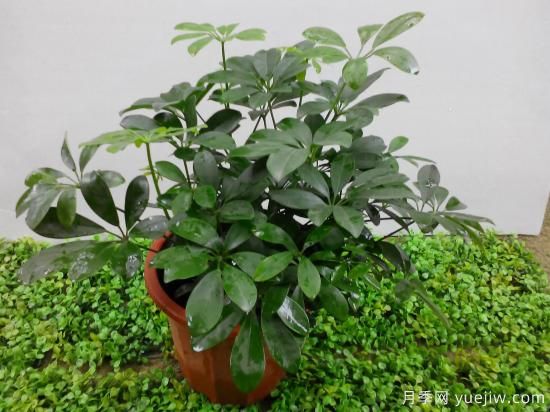 十大吸甲醛植物，你家養(yǎng)過哪幾種？(圖2)