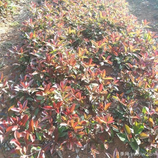 南陽紅葉石楠適合在北方地區(qū)種植嗎？(圖1)