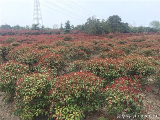 紅葉石楠生長(zhǎng)不能一味的通過水分來(lái)維持(圖1)