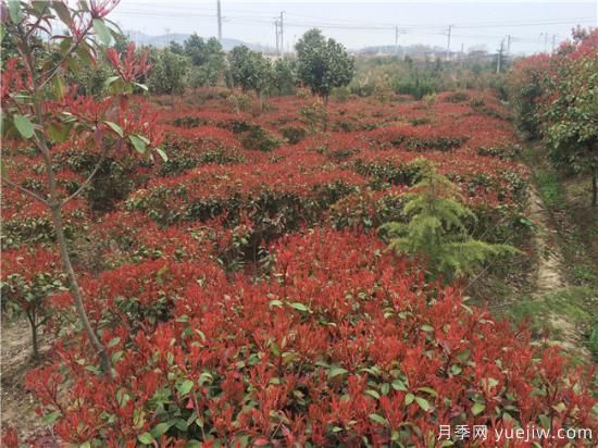 種植紅葉石楠要注重水分平衡(圖1)