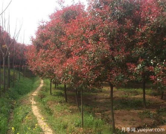 夏季紅葉石楠苗圃雜草不可輕視(圖1)