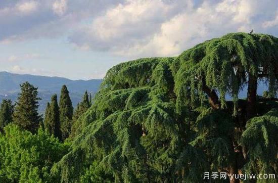 南陽(yáng)雪松苗圃地苗木凍害的防治措施(圖1)