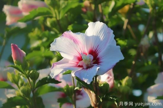 中國本土40個(gè)花卉品種介紹，我國是世界花園之母(圖25)