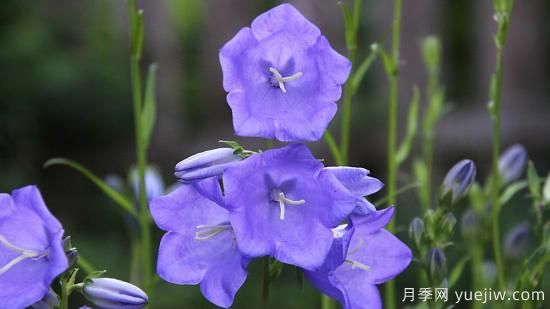 中國本土40個(gè)花卉品種介紹，我國是世界花園之母(圖27)