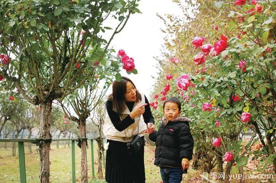 美麗的南陽十一月，月季繽紛季季春(圖3)