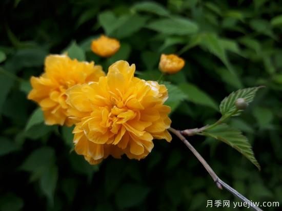 中國本土40個(gè)花卉品種介紹，我國是世界花園之母(圖31)