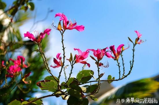 廣州常見(jiàn)花木，花城看花都看什么花(圖2)