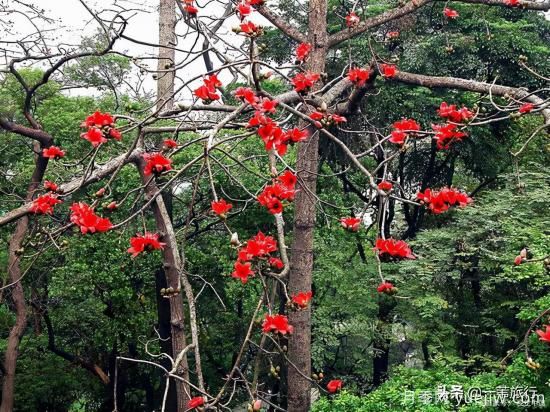 廣州常見(jiàn)花木，花城看花都看什么花(圖3)