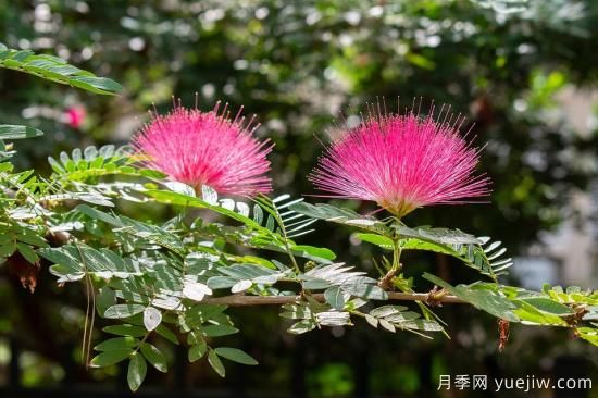 中國本土40個(gè)花卉品種介紹，我國是世界花園之母(圖33)