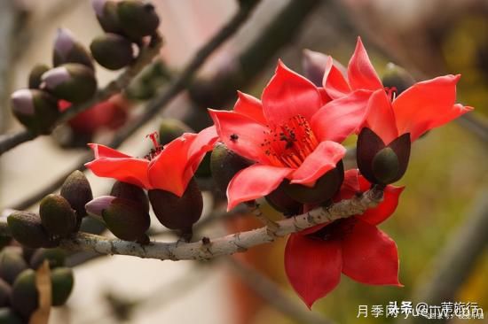 廣州常見(jiàn)花木，花城看花都看什么花(圖4)