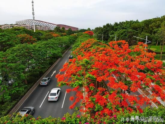 廣州常見(jiàn)花木，花城看花都看什么花(圖6)