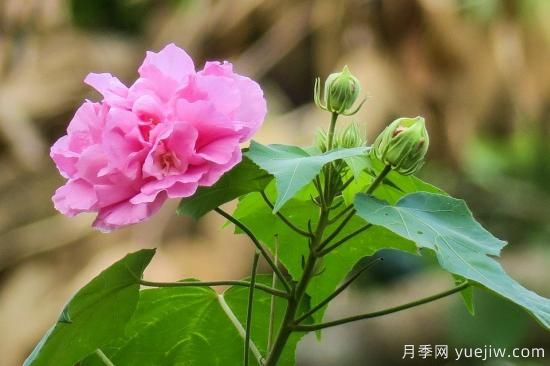 中國本土40個(gè)花卉品種介紹，我國是世界花園之母(圖38)