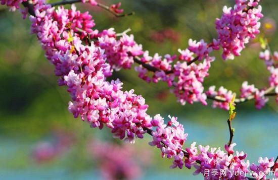 中國本土40個(gè)花卉品種介紹，我國是世界花園之母(圖39)