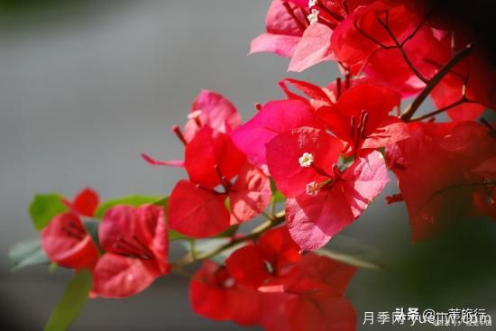 廣州常見(jiàn)花木，花城看花都看什么花(圖11)