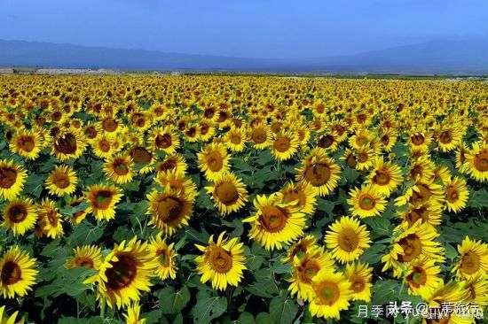 廣州常見(jiàn)花木，花城看花都看什么花(圖14)