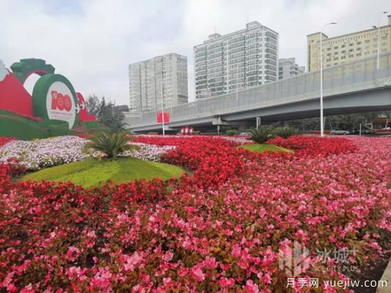 哈爾濱迎國慶60余種花卉爭奇斗妍(圖3)