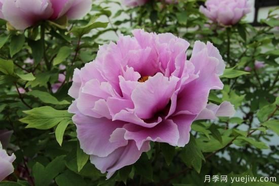 中國本土40個(gè)花卉品種介紹，我國是世界花園之母(圖1)