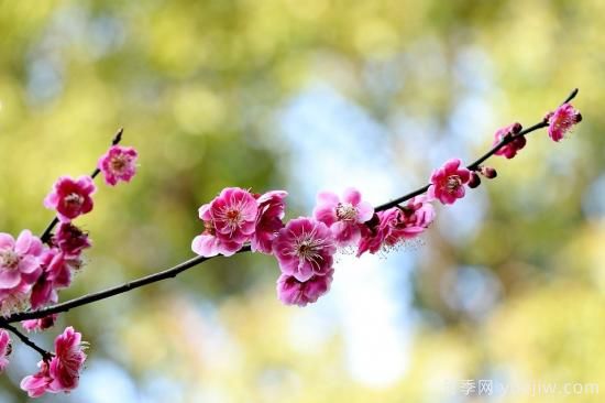 中國本土40個(gè)花卉品種介紹，我國是世界花園之母(圖4)