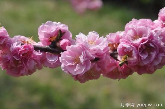 中國本土40個(gè)花卉品種介紹，我國是世界花園之母(圖5)