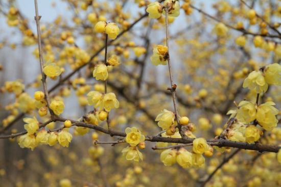 中國本土40個(gè)花卉品種介紹，我國是世界花園之母(圖6)