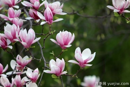 中國本土40個(gè)花卉品種介紹，我國是世界花園之母(圖9)