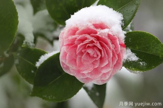 中國本土40個(gè)花卉品種介紹，我國是世界花園之母(圖10)