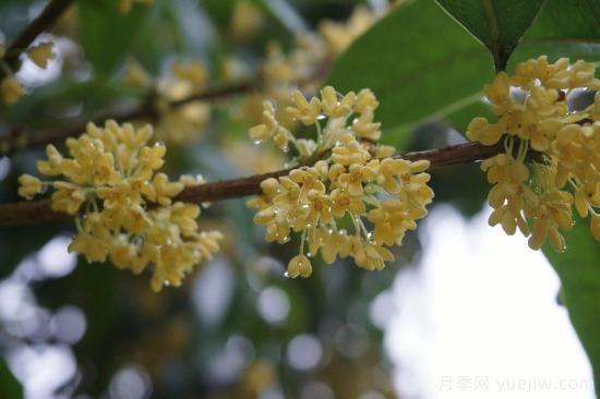 中國本土40個(gè)花卉品種介紹，我國是世界花園之母(圖11)