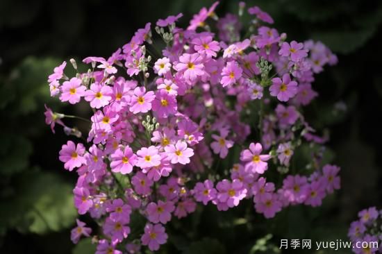 中國本土40個(gè)花卉品種介紹，我國是世界花園之母(圖15)