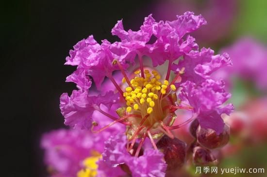 中國本土40個(gè)花卉品種介紹，我國是世界花園之母(圖14)