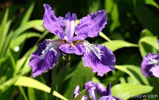 中國本土40個(gè)花卉品種介紹，我國是世界花園之母(圖16)