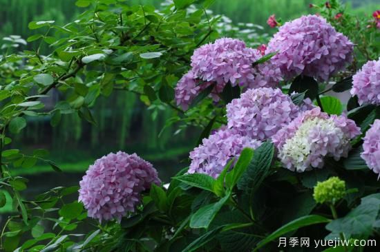 中國本土40個(gè)花卉品種介紹，我國是世界花園之母(圖17)