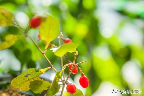 種植哪些藥材前景好？3種中藥材用途廣收益高前景好(圖2)