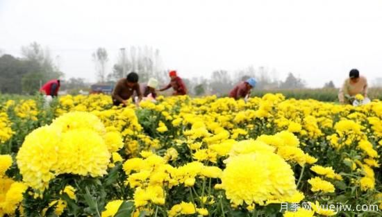 農(nóng)民種植菊花，既能欣賞也能致富發(fā)家(圖2)