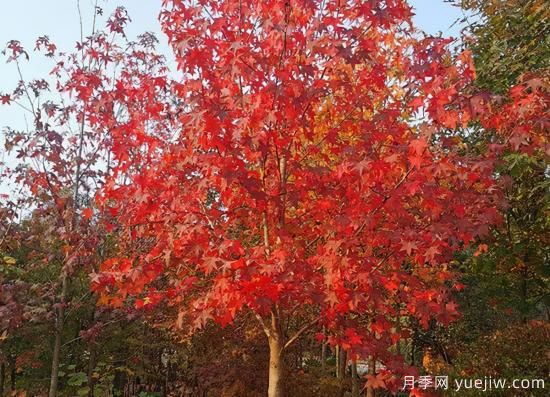 河南11月下半月熱門苗木市場價(jià)格一覽(圖4)