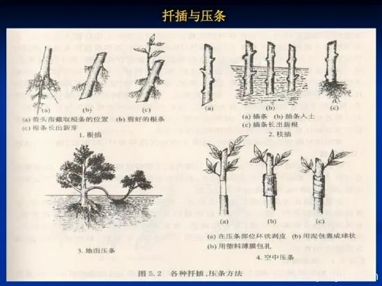 園林人必須知道的100個(gè)花卉基礎(chǔ)知識(shí)點(diǎn)(圖2)