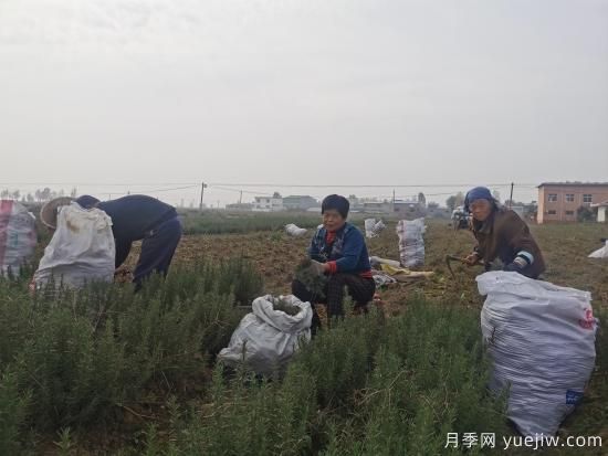 平頂山汝州：種植迷迭香 香飄致富路(圖1)