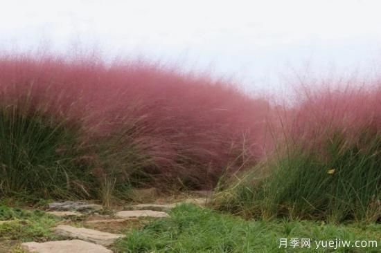 花有花鏡，草有草境！這么美的觀賞草你了解多少(圖4)