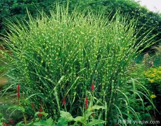 花有花鏡，草有草境！這么美的觀賞草你了解多少(圖9)