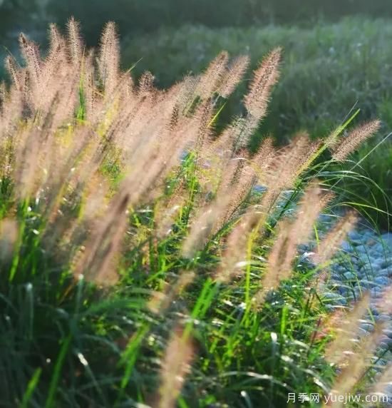 花有花鏡，草有草境！這么美的觀賞草你了解多少(圖19)