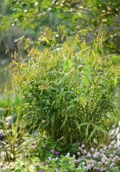 花有花鏡，草有草境！這么美的觀賞草你了解多少(圖25)