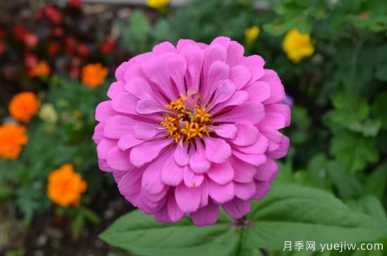 100種常見花卉的栽培大全，送給愛養(yǎng)花的你(圖2)