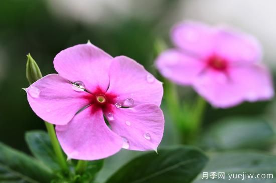 100種常見花卉的栽培大全，送給愛養(yǎng)花的你(圖9)