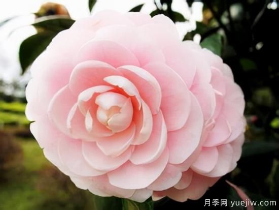 100種常見花卉的栽培大全，送給愛養(yǎng)花的你(圖11)