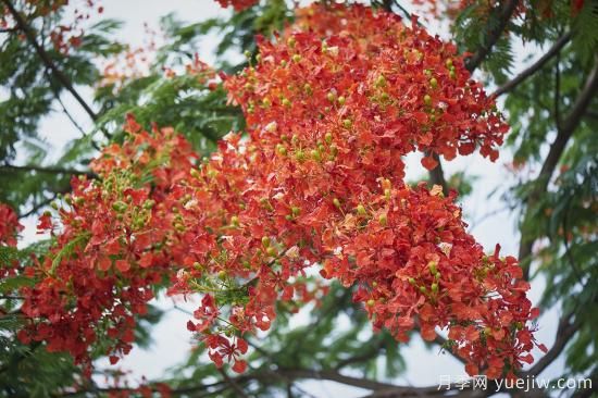 鳳凰木適合在哪種植，北方能種嗎？(圖1)