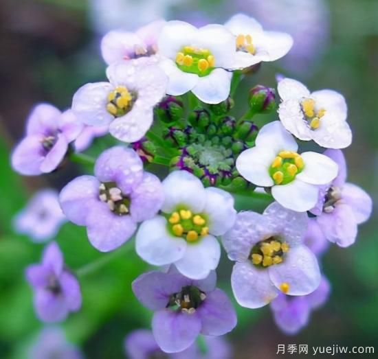 100種常見花卉的栽培大全，送給愛養(yǎng)花的你(圖29)