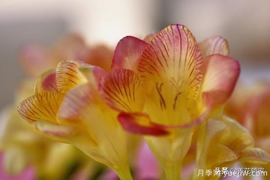 適合秋播花卉的10大品種，明年花開滿陽臺(圖2)