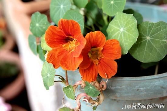 適合秋播花卉的10大品種，明年花開滿陽臺(圖3)