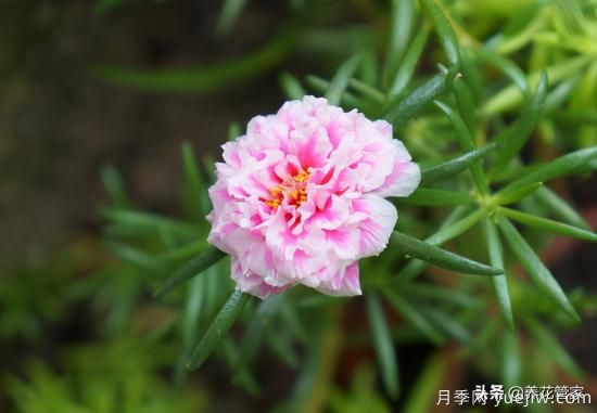 適合秋播花卉的10大品種，明年花開滿陽臺(圖4)