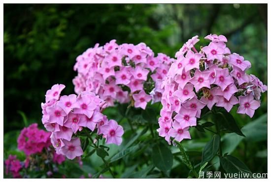 100種常見花卉的栽培大全，送給愛養(yǎng)花的你(圖43)